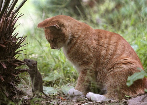 248 chat souris